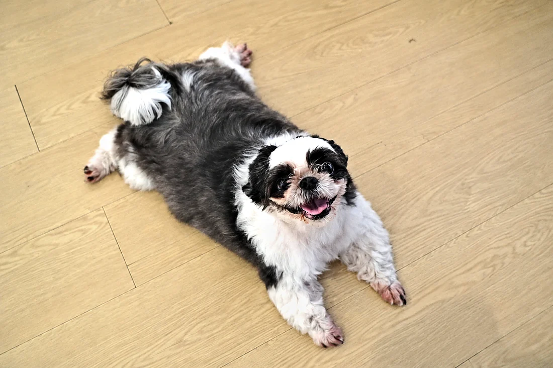 Sesudah — Anjing sebelum dan sesudah mandi dengan Paw Power Dog Serum Shampoo