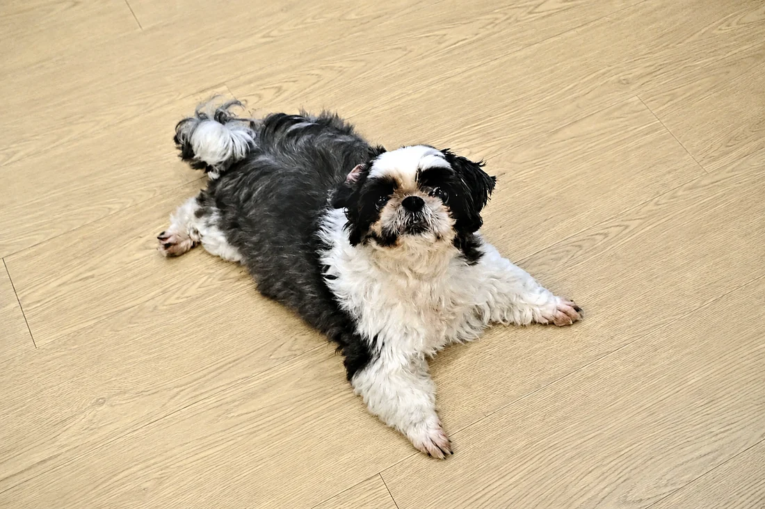 Sebelum — Anjing sebelum dan sesudah mandi dengan Paw Power Dog Serum Shampoo