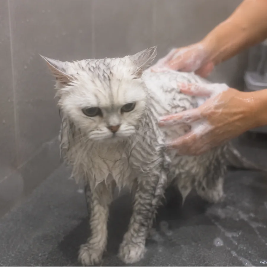 Kucing sedang dimandikan dengan tenang menggunakan Paw Power Serum Shampoo