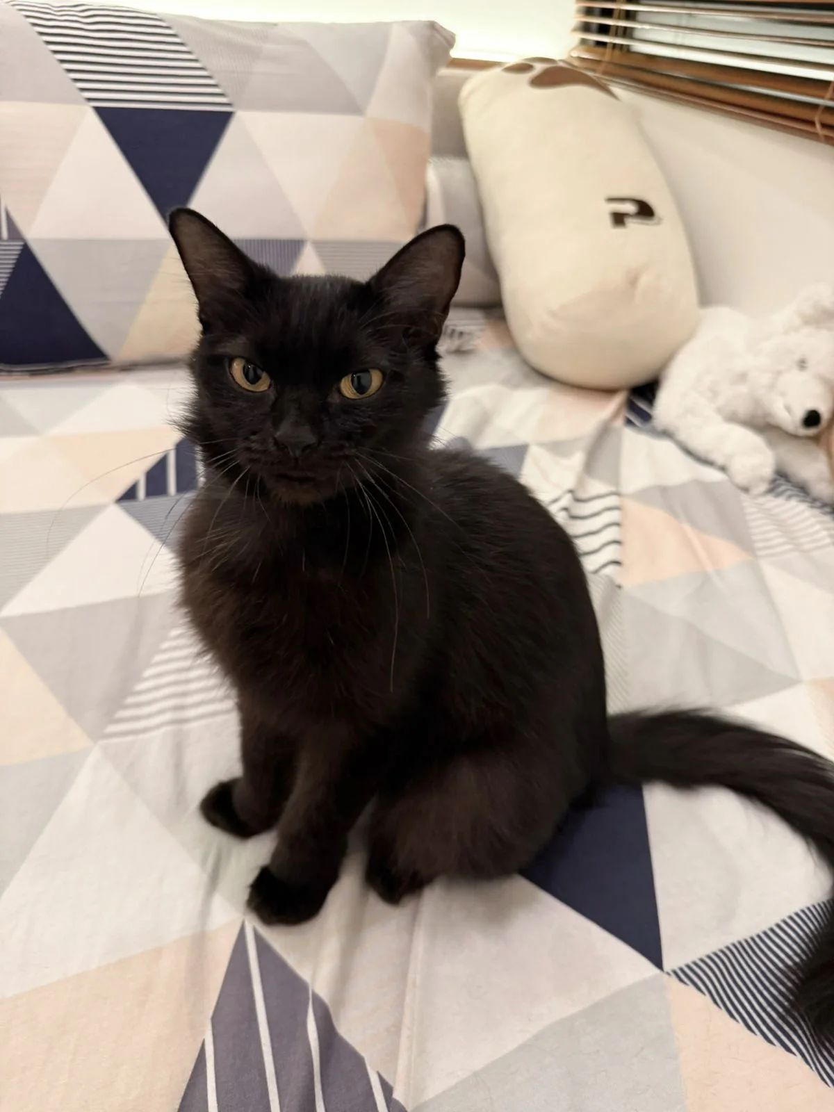 Luna, kucing hitam Kootie Goldie family